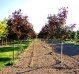 Crimson King Maple